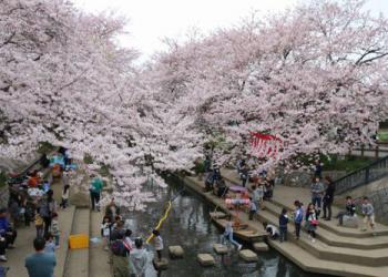 吹上元荒川の桜の写真1