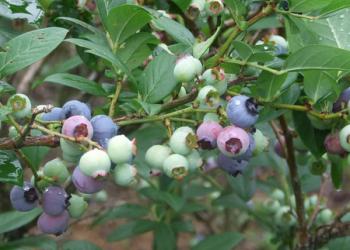 信州小川村ブルーベリー観光農園の写真1