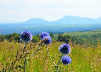 ヒゴタイ公園キャンプ村の写真1