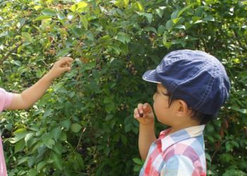 巾着田ブルーベリー園の写真1