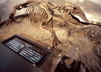 地質標本館の写真1