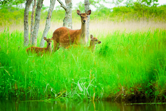 B&B かむほーむの写真1