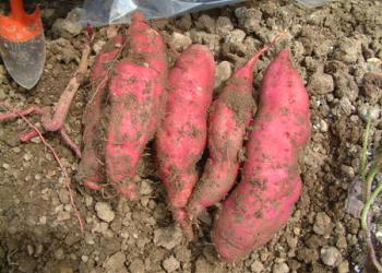 神戸正直農園いもほり園の写真1