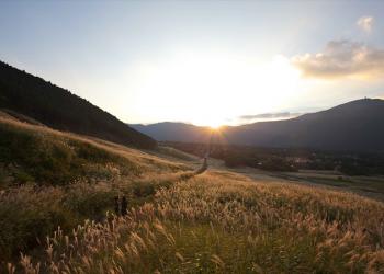 仙石原高原の写真1