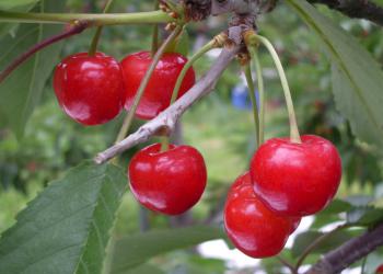 高橋フルーツランドの写真1