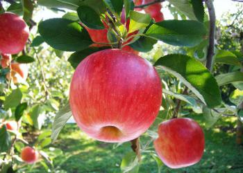 生駒高原りんご園の写真1