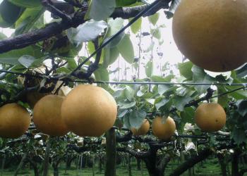 都農まるみ観光果樹園の写真1