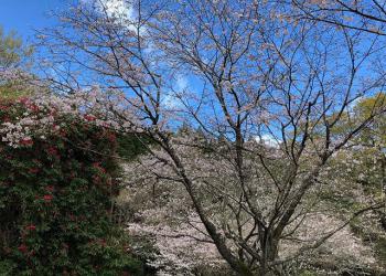 不動公園の写真1