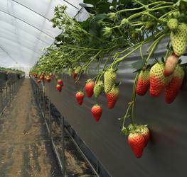 Farmおかよしの写真1