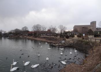 一の関ため池親水公園の写真1