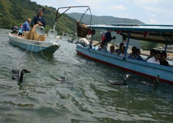 肱川鵜伝 大洲のうかいの写真1