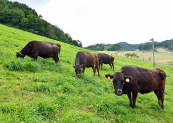 嶺南牧場の写真1