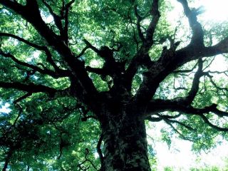 いやしのトレッキングの写真1