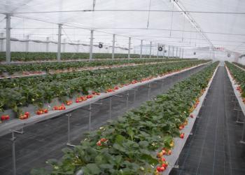 ファームくじらなみの写真1