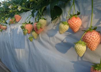 大竹いちご園の写真1