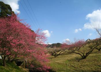 豊岡梅園の写真1