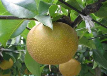 大畠梨園の写真1