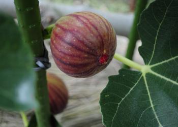 望月園芸の写真1