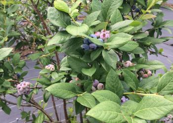 柴崎ブルーベリー農園の写真1