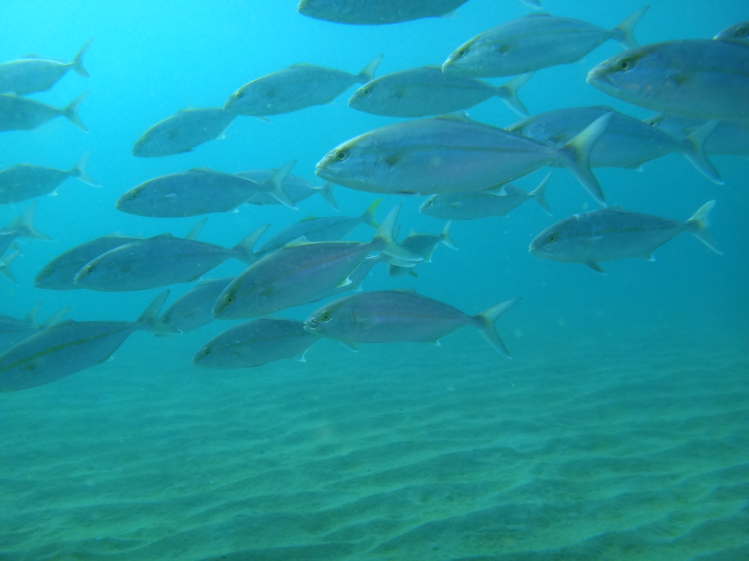 四万十ダイブの写真1