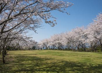 維和桜・花公園の写真1