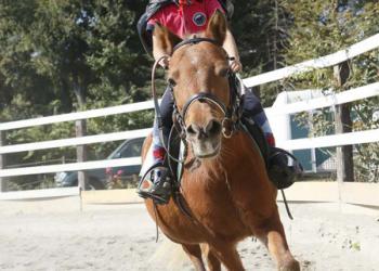 乗馬クラブの写真1