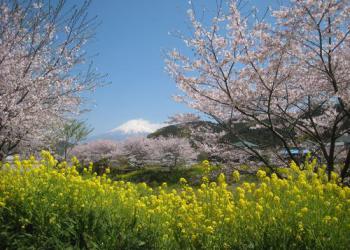 稲瀬川の桜並木の写真1