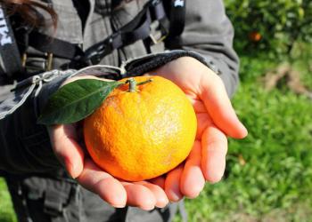 ひなせ諸島 みかん狩りの写真1