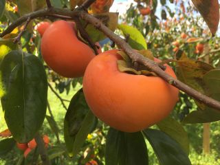 右田果樹園の写真1