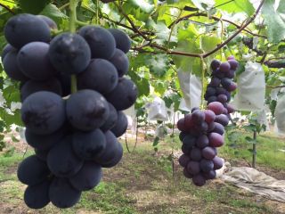 池尻農園の写真1