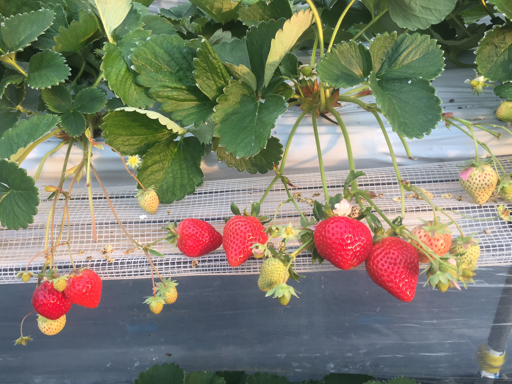 谷口観光いちご園の写真1