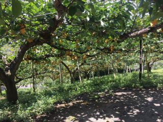長野幸水園の写真1