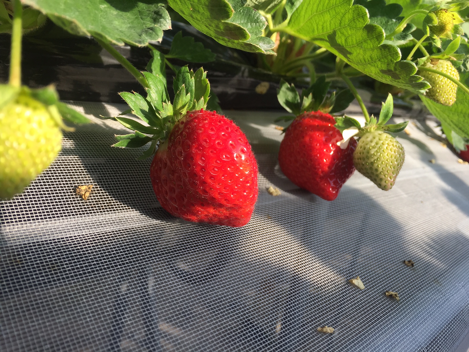 やすこうち農園の写真1