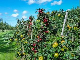 三村観光りんご園