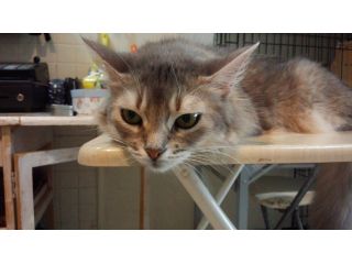 アンシャトンの写真1