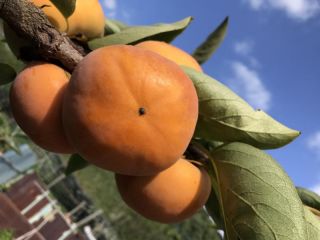 嘉信果樹園の写真1