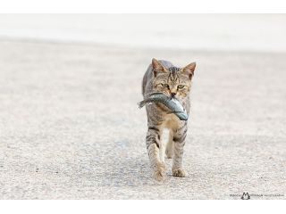 猫写真家・森永健一写真教室の写真1