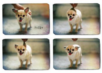 THIS PHOTOの写真1