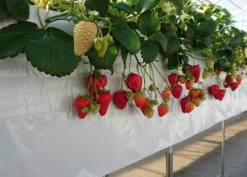 いちご園大樹の写真1