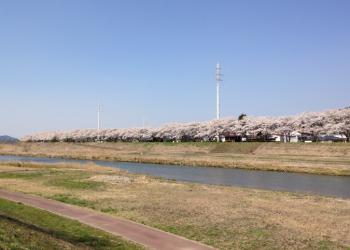 久慈川河川敷の桜並木の写真1