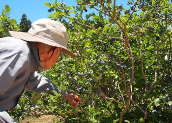 いせさきブルーベリー園の写真1