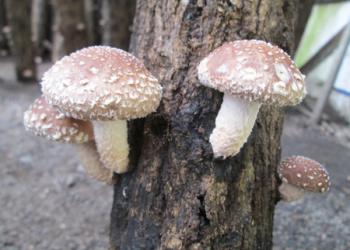 MUSHしむら農園の写真1