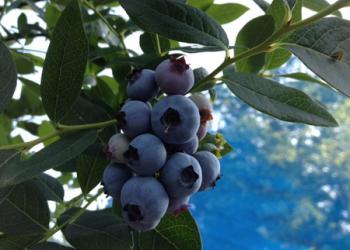 つくばブルーベリーゆうファームの写真1