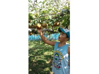 松尾観光梨園の写真1