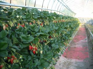 早川農園の写真1