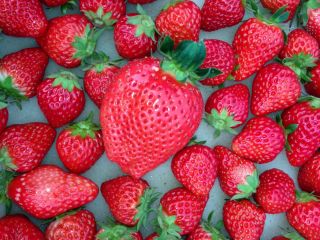 高司農園の写真1