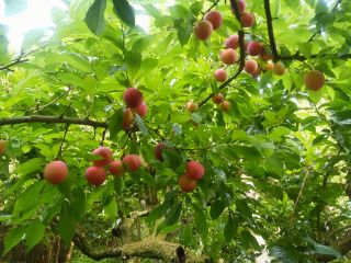 果林の里の写真1