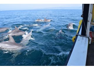 天草生うに本舗丸健水産・イルカウォッチングセンターの写真1