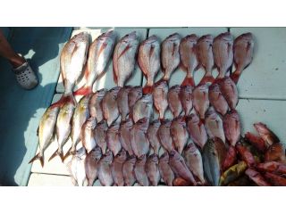 釣り船　海進丸の写真1