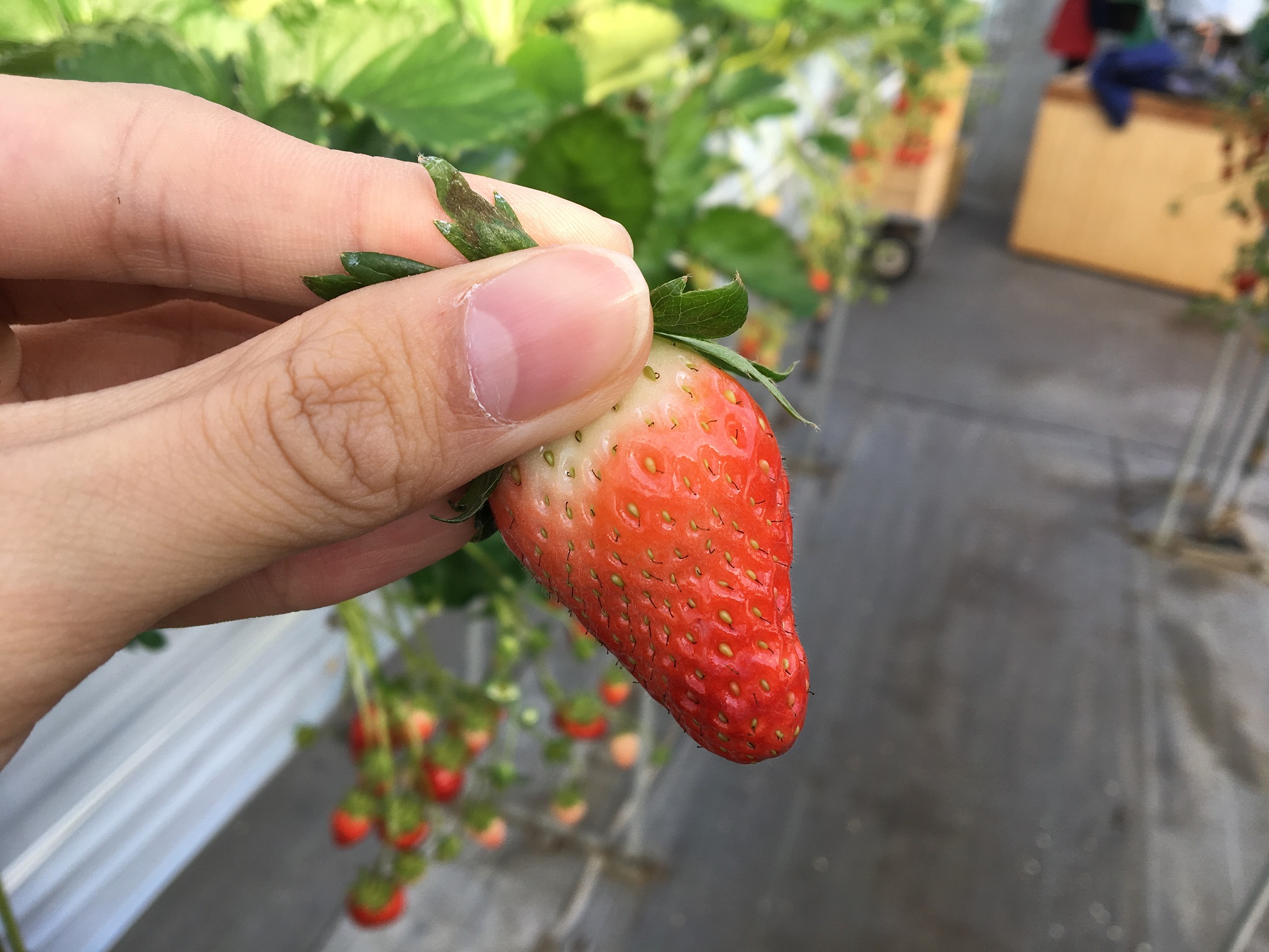 石和いちご館青柳の写真1